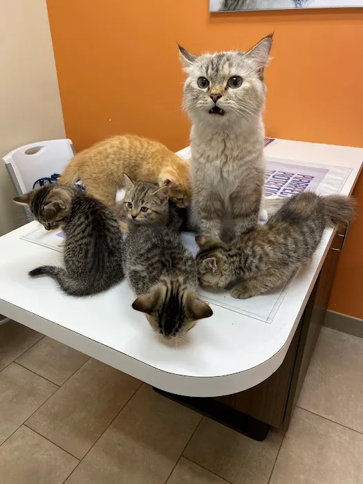 Chalco Hills Animal Hospital Picture 7