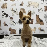 Aspen Creek Veterinary Clinic ico