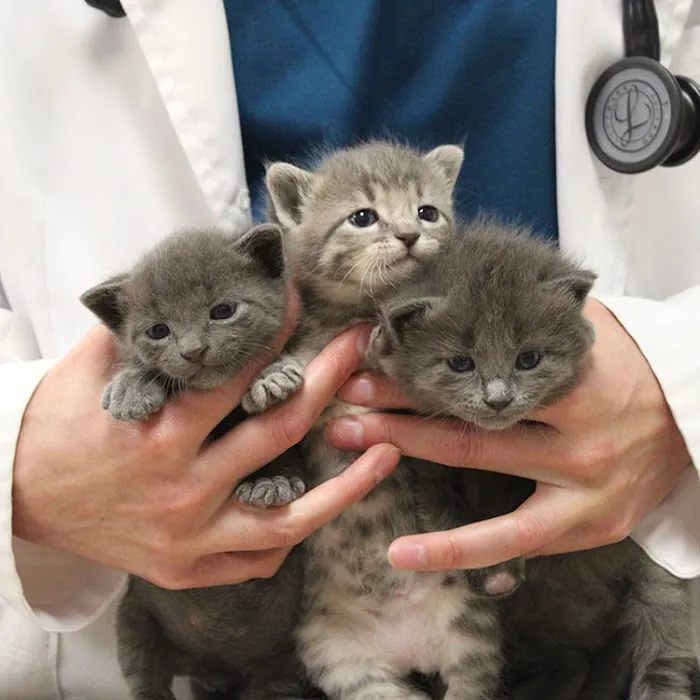 Aspen Creek Veterinary Clinic Picture 4