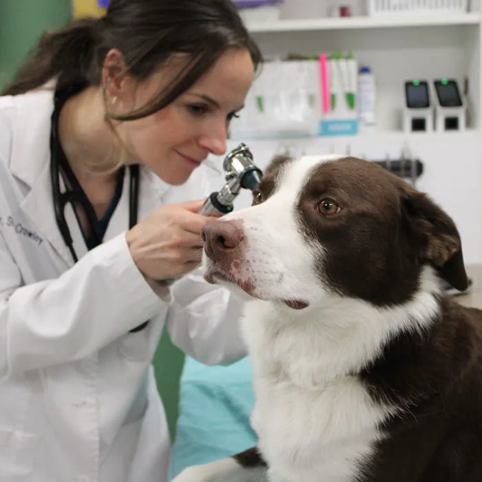 Aspen Creek Veterinary Clinic Picture 8