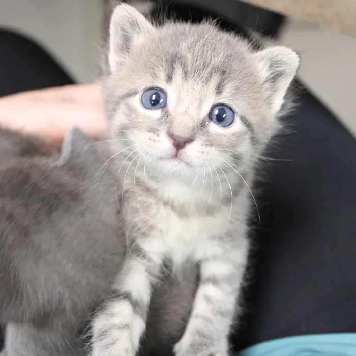 Aspen Creek Veterinary Clinic Picture 10