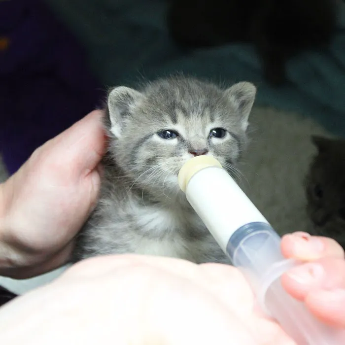 Aspen Creek Veterinary Clinic Picture 6