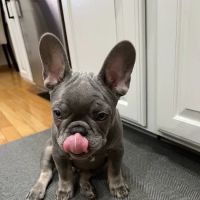 Gretna Animal Clinic ico