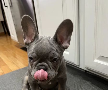 Gretna Animal Clinic