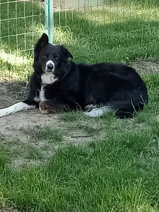 Gretna Animal Clinic Picture 6