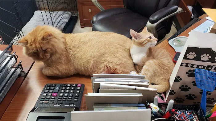 Porter Ridge Veterinary Clinic Picture 1