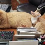 Porter Ridge Veterinary Clinic