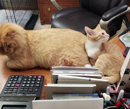 Porter Ridge Veterinary Clinic