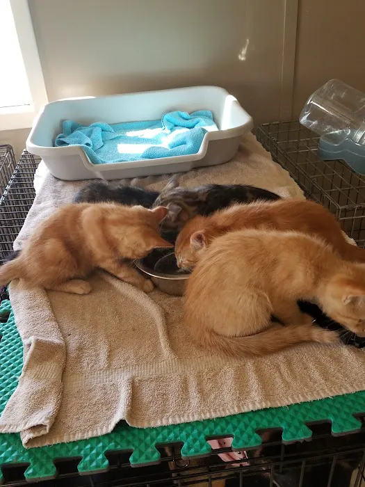 Porter Ridge Veterinary Clinic Picture 6