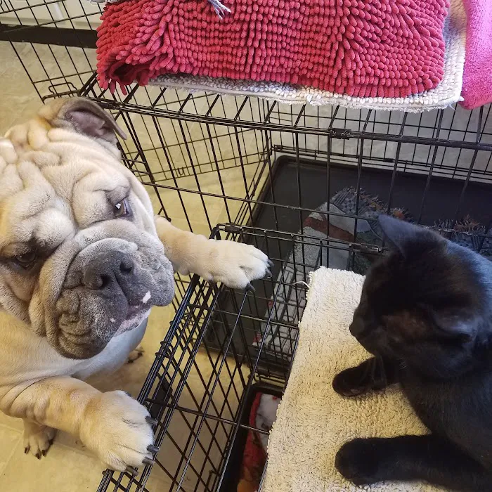 Porter Ridge Veterinary Clinic Picture 4