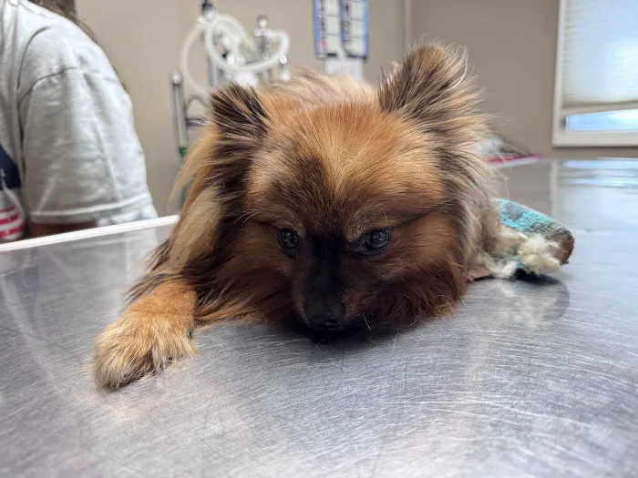 Porter Ridge Veterinary Clinic Picture 8