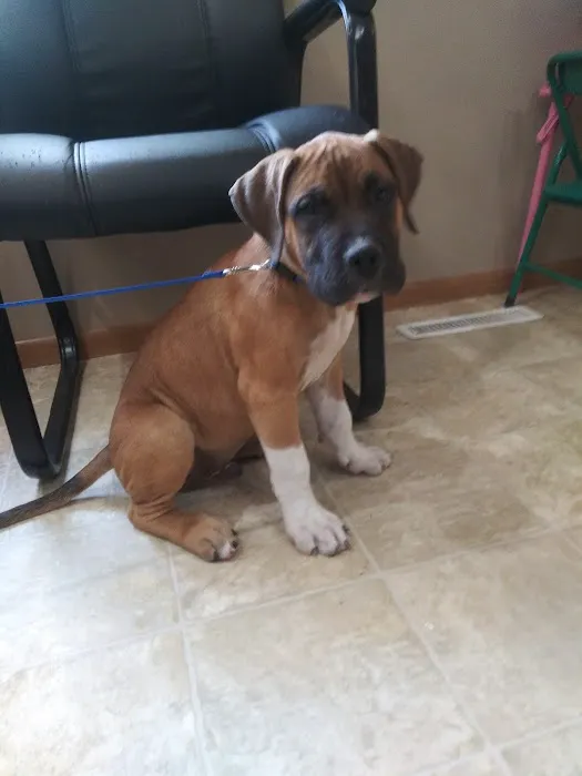 Porter Ridge Veterinary Clinic Picture 7