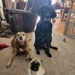 Tender Care Animal Hospital