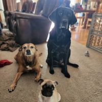 Tender Care Animal Hospital ico