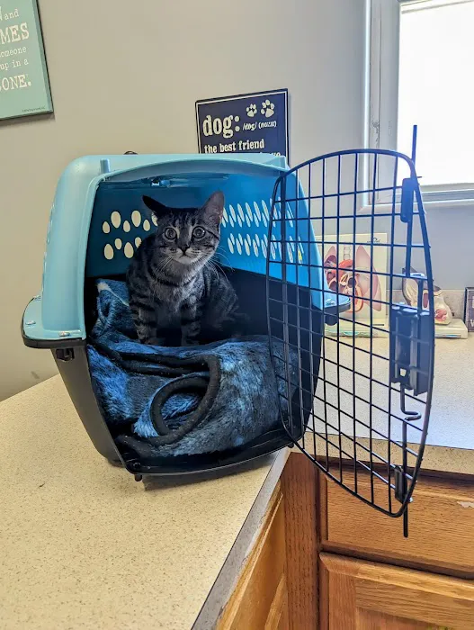 Tomorrow's Veterinary Care Picture 2