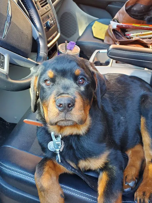 Tomorrow's Veterinary Care Picture 7