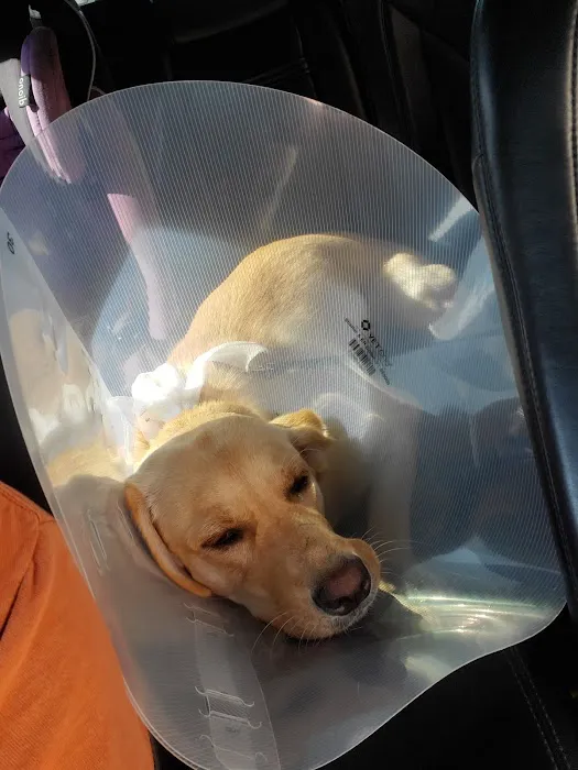 Tomorrow's Veterinary Care Picture 5