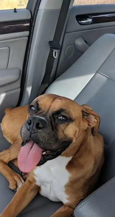 Tomorrow's Veterinary Care Picture 8