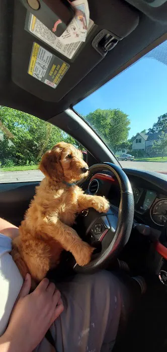 Tomorrow's Veterinary Care Picture 10