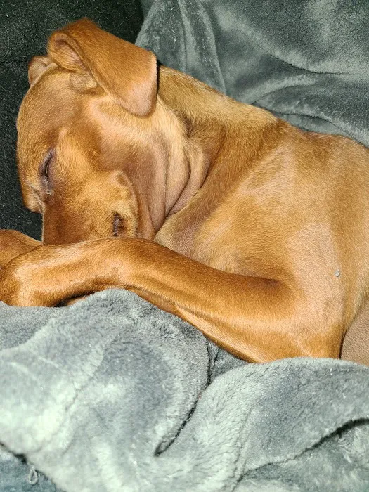 Tomorrow's Veterinary Care Picture 9