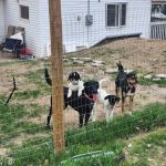 Pender Veterinary Clinic