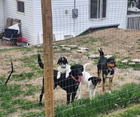 Pender Veterinary Clinic