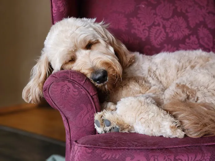 Wayne Veterinary Clinic Picture 5