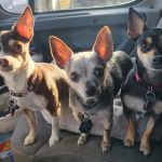 Hartford Veterinary Clinic