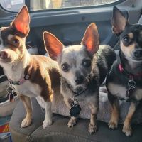 Hartford Veterinary Clinic ico