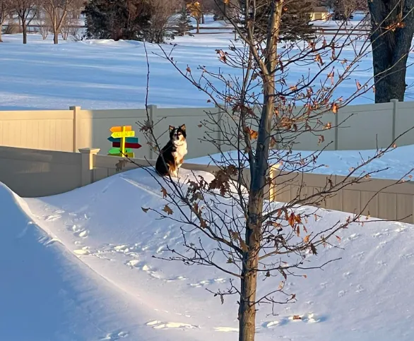 Hartford Veterinary Clinic Picture 10
