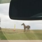 Montrose Veterinary Clinic