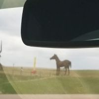 Montrose Veterinary Clinic ico