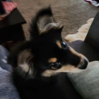 Flandreau Veterinary Clinic ico