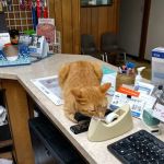 Western Veterinary Clinic