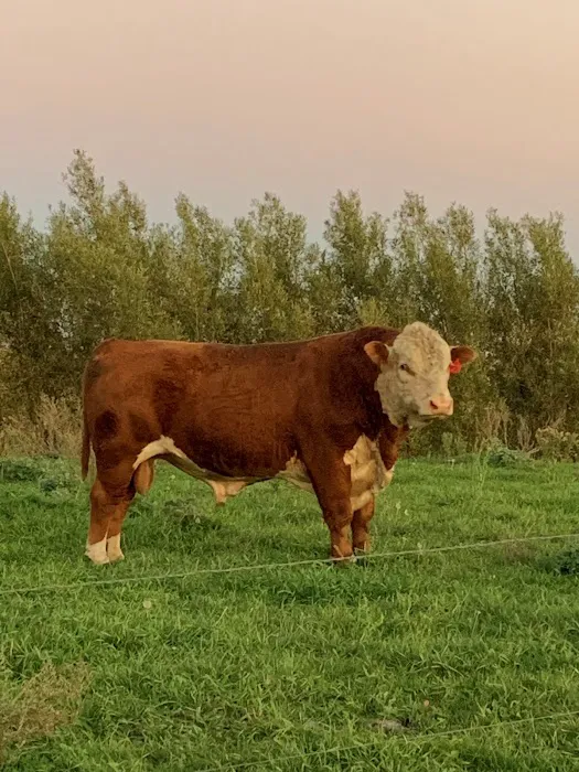 Western Veterinary Clinic Picture 4