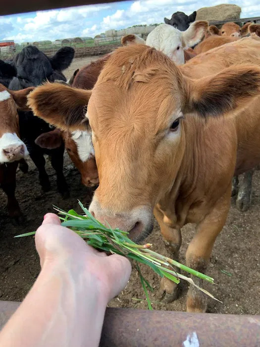 Western Veterinary Clinic Picture 5