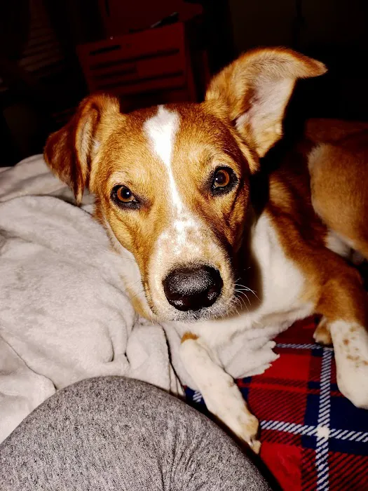 Angels Vet Express Picture 4