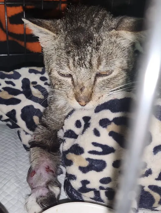 Angels Vet Express Picture 6