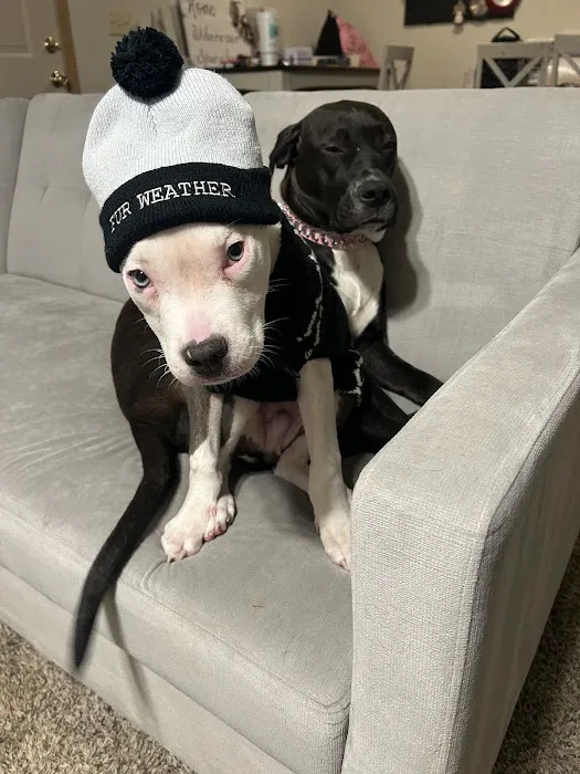 Angels Vet Express Picture 5