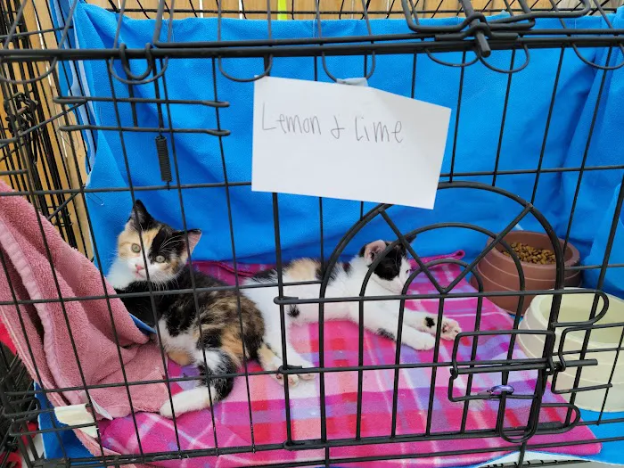 Angels Vet Express Picture 9