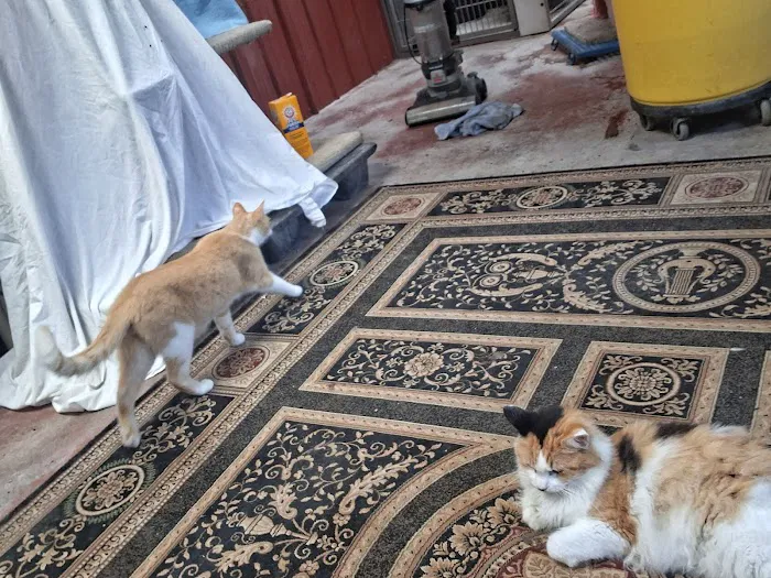 Angels Vet Express Picture 10