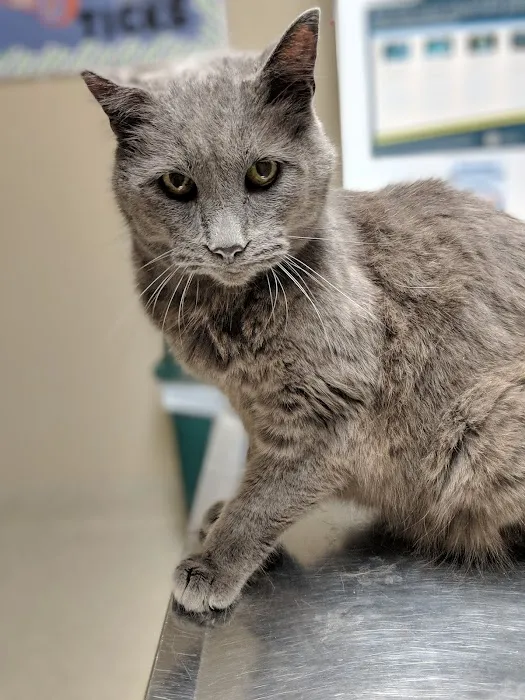 Savannah Veterinary Clinic Picture 1