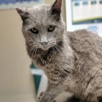 Savannah Veterinary Clinic ico