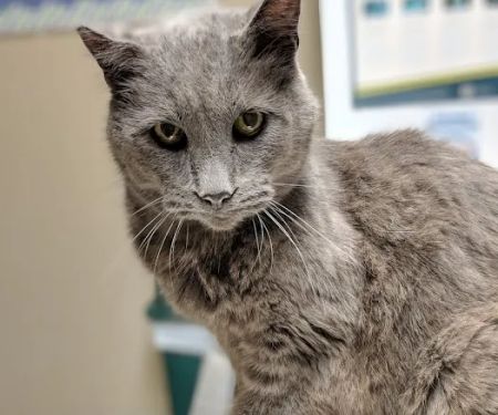 Savannah Veterinary Clinic