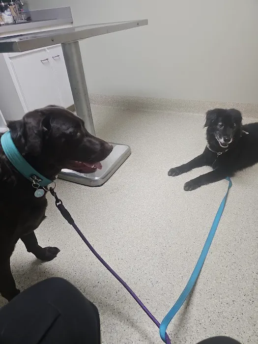 Savannah Veterinary Clinic Picture 2