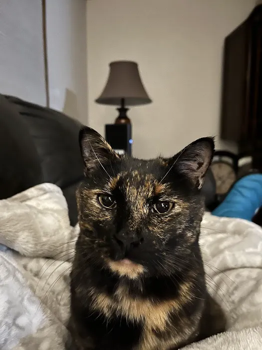 Savannah Veterinary Clinic Picture 4