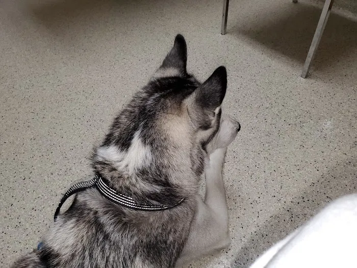 Savannah Veterinary Clinic Picture 5