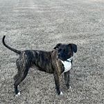 Arbor Valley Animal Clinic