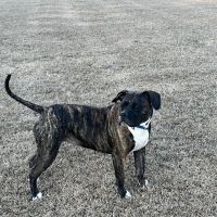 Arbor Valley Animal Clinic ico