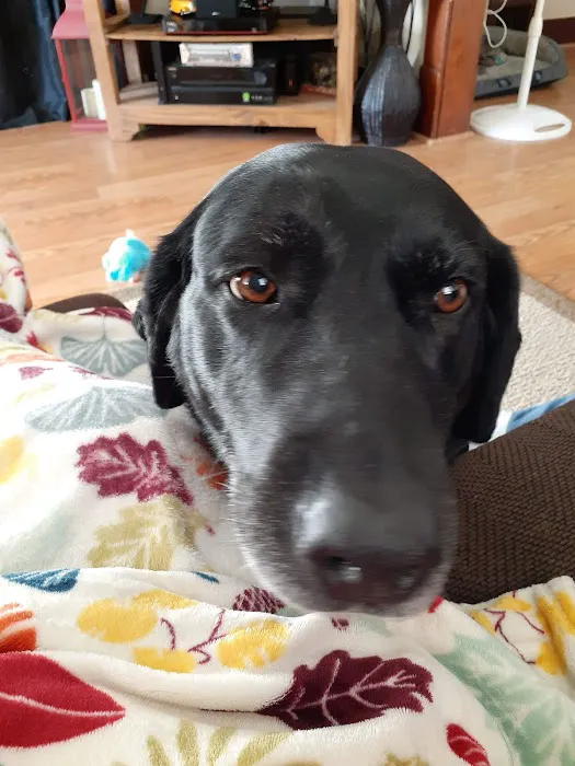 Syracuse Veterinary Service Picture 3